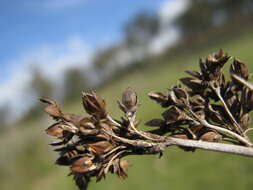 Image of spiny rush