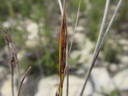 Image of bog-rush