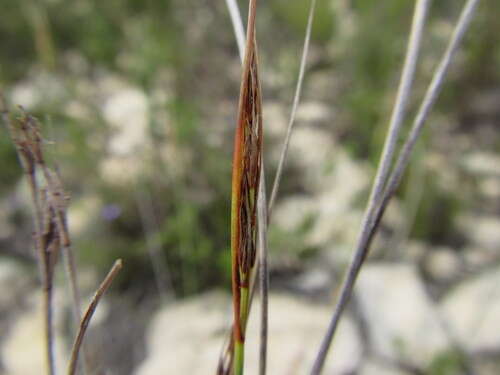 Image of bog-rush