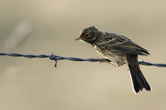 Image of Meadow Pipit