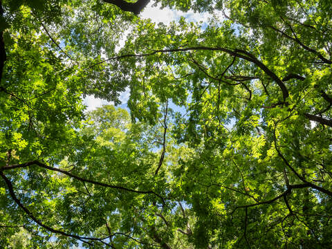 Image of green ash