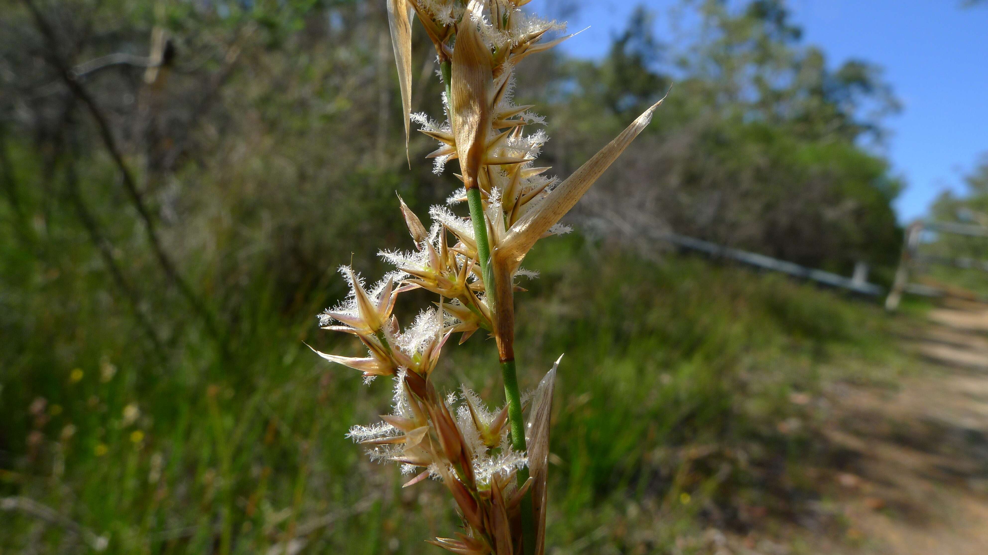 Image of Lepyrodia scariosa R. Br.