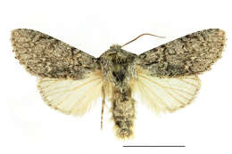 Imagem de Acronicta euphorbiae Davis & Schiffermüller 1775