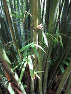 Image of textile bamboo