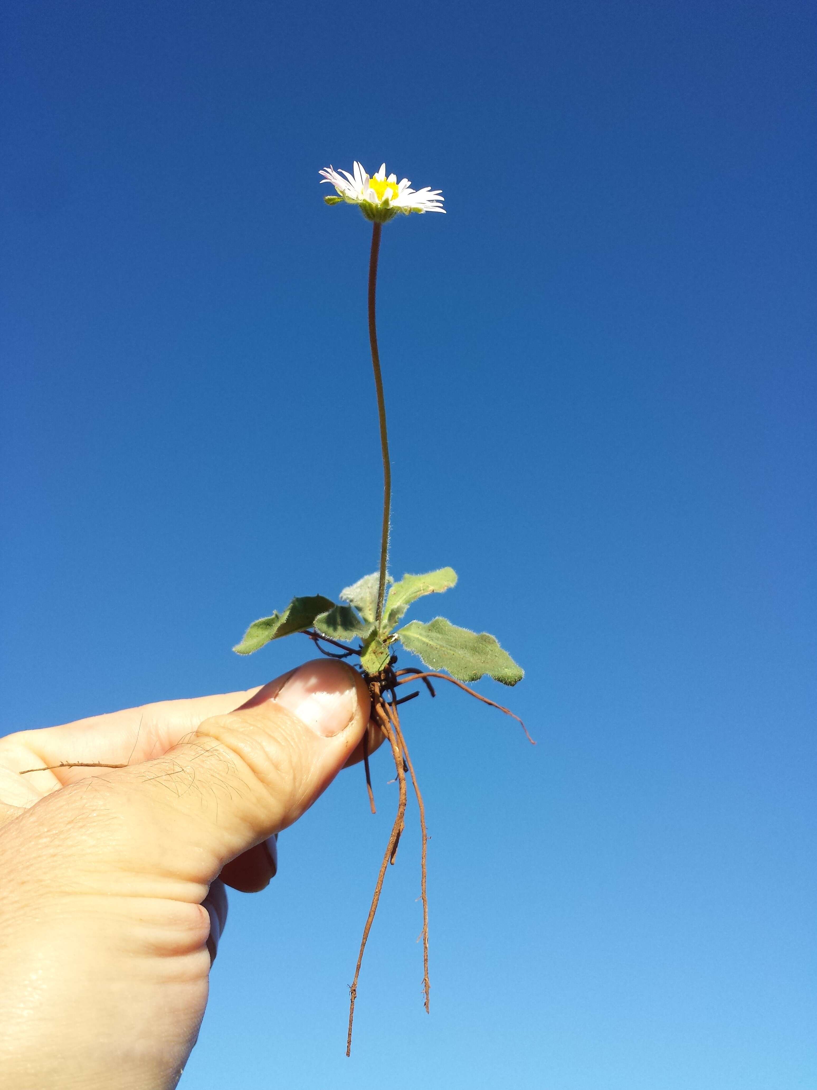 Bellis sylvestris Cyr. resmi