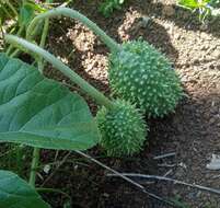 Image of West Indian gherkin