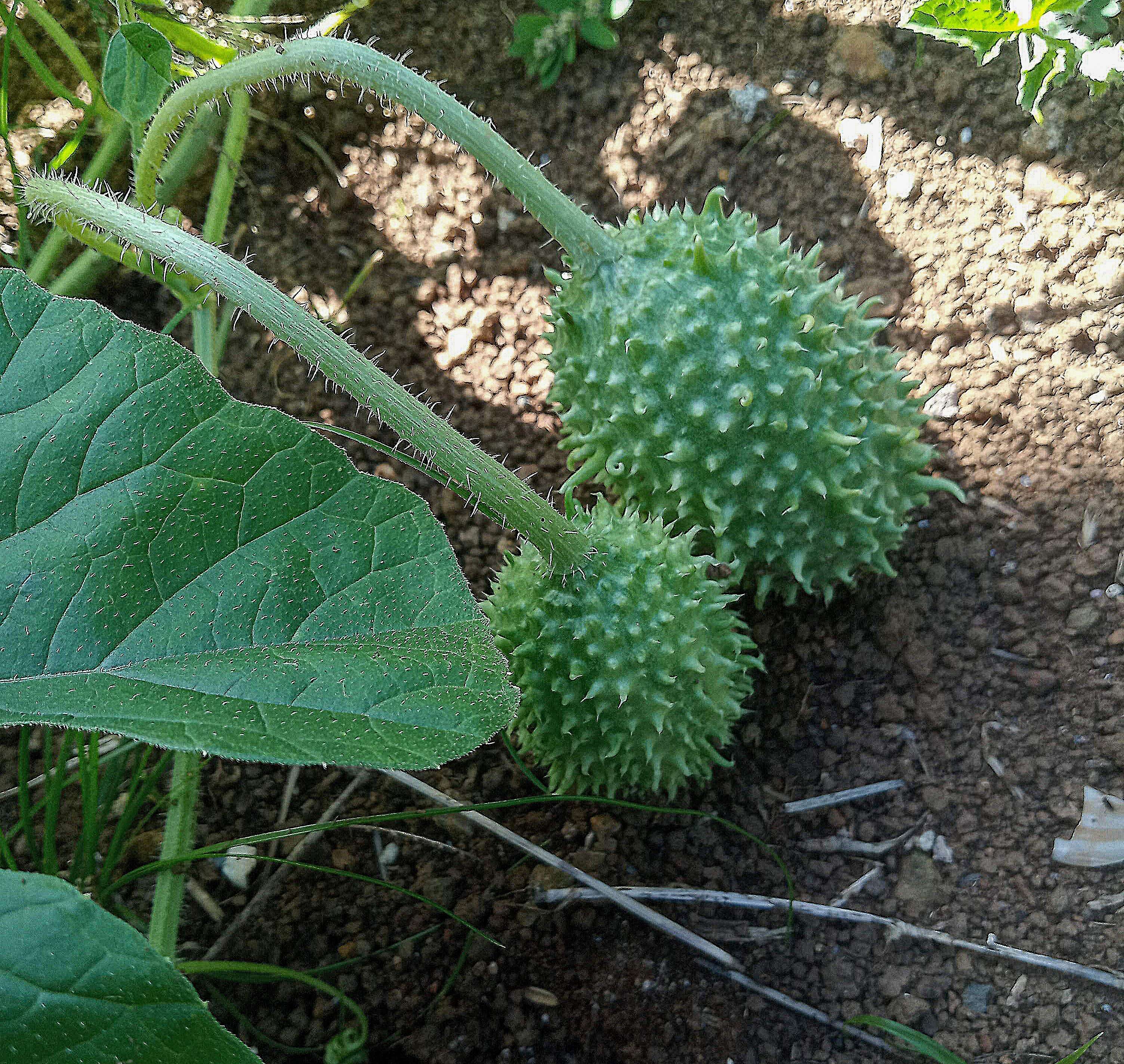 Image of West Indian gherkin