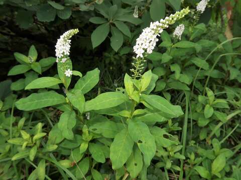 Image of gooseneck yellow loosestrife