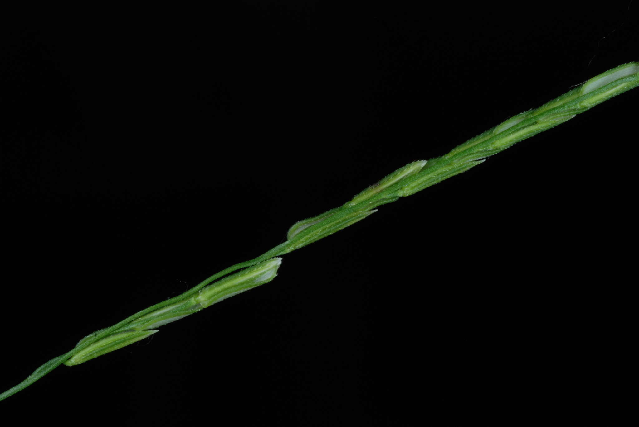 Image of whitegrass