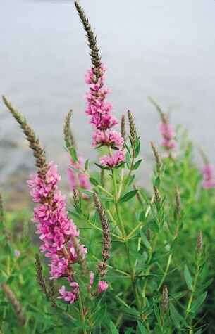 Image of loosestrife family