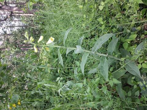 Imagem de Digitalis grandiflora Mill.