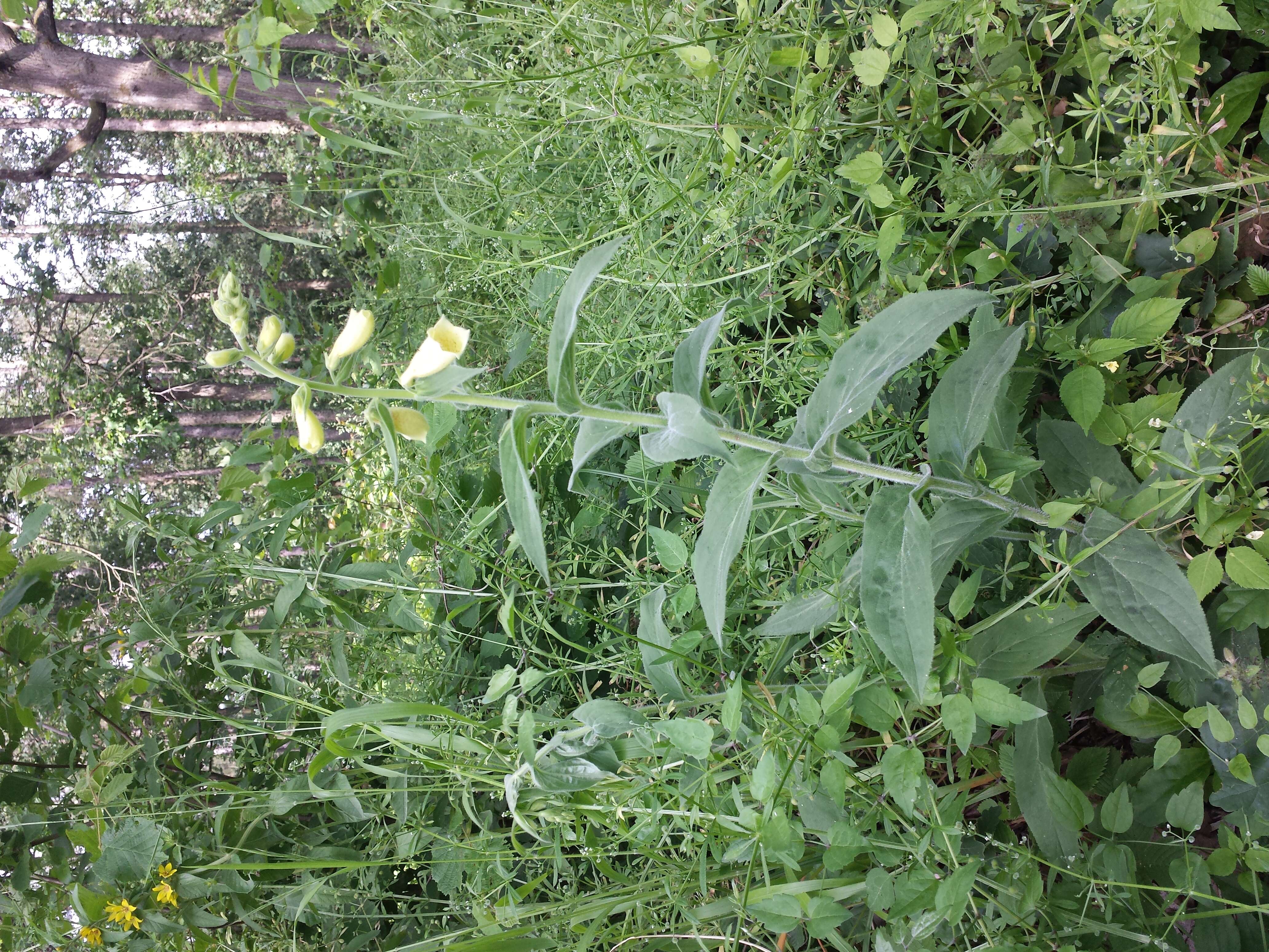 Слика од Digitalis grandiflora Mill.