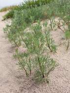 Image of field sagewort