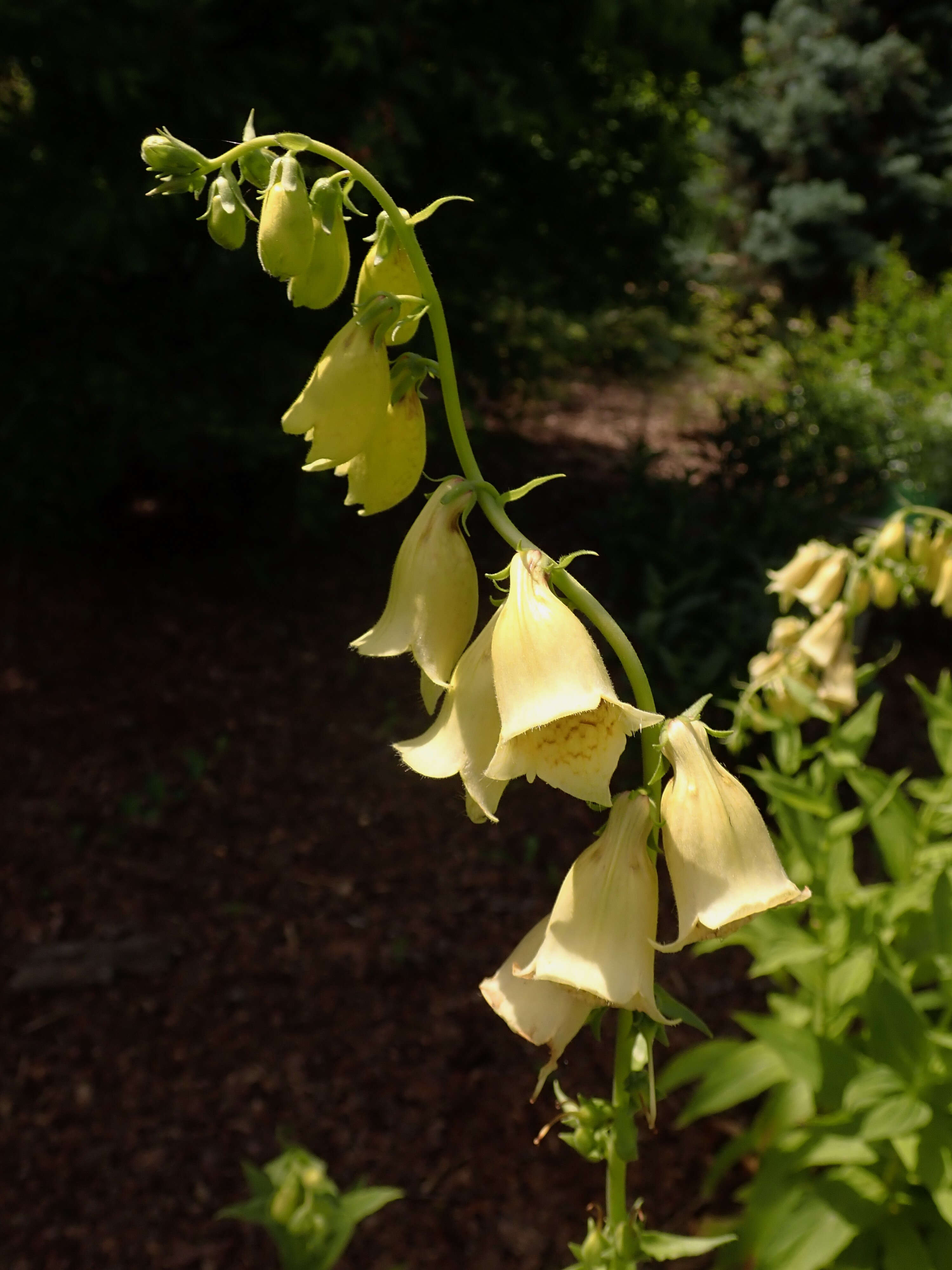 Imagem de Digitalis grandiflora Mill.