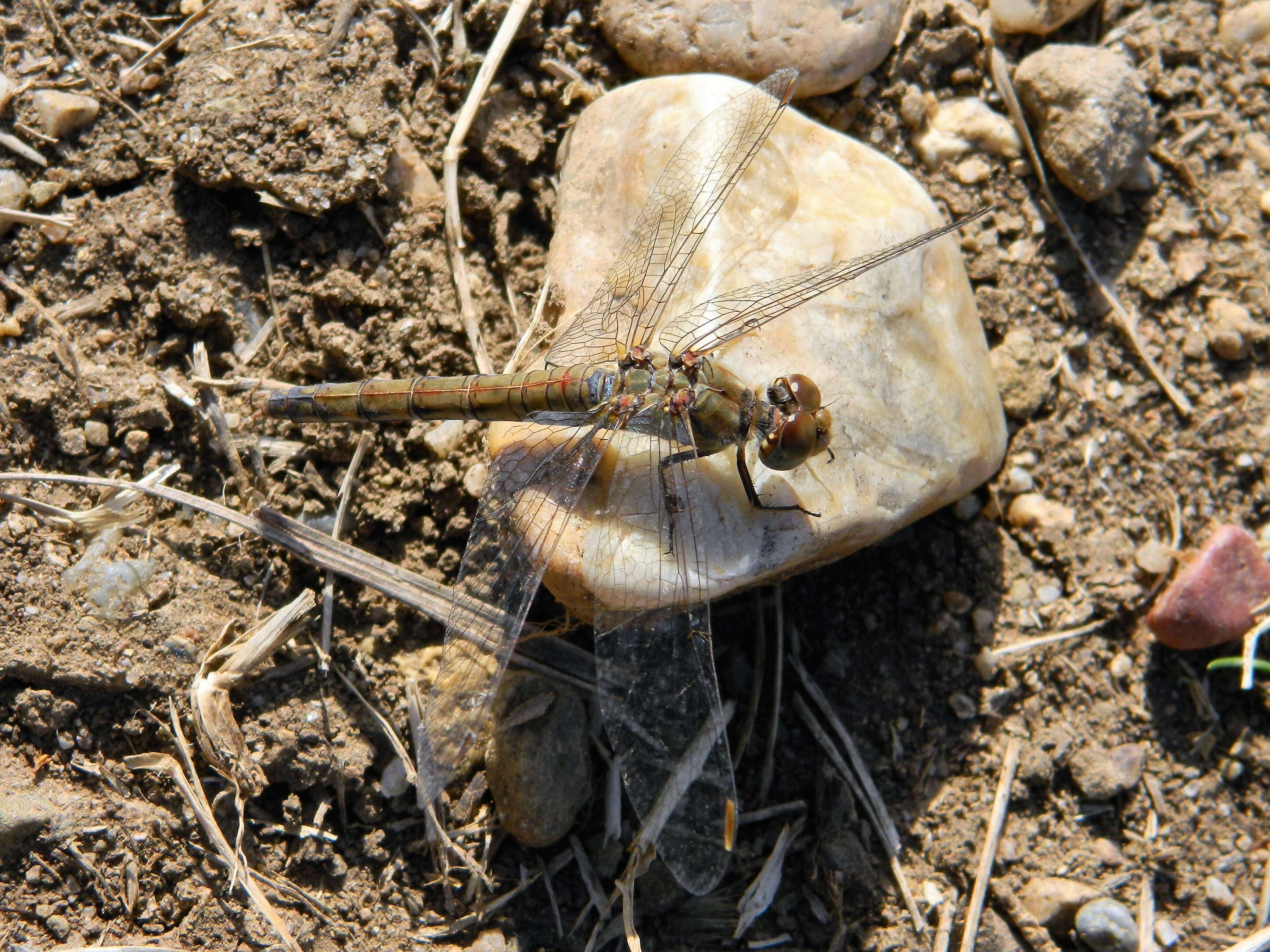 Image of Common Darter