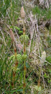 Image of Wood Horsetail