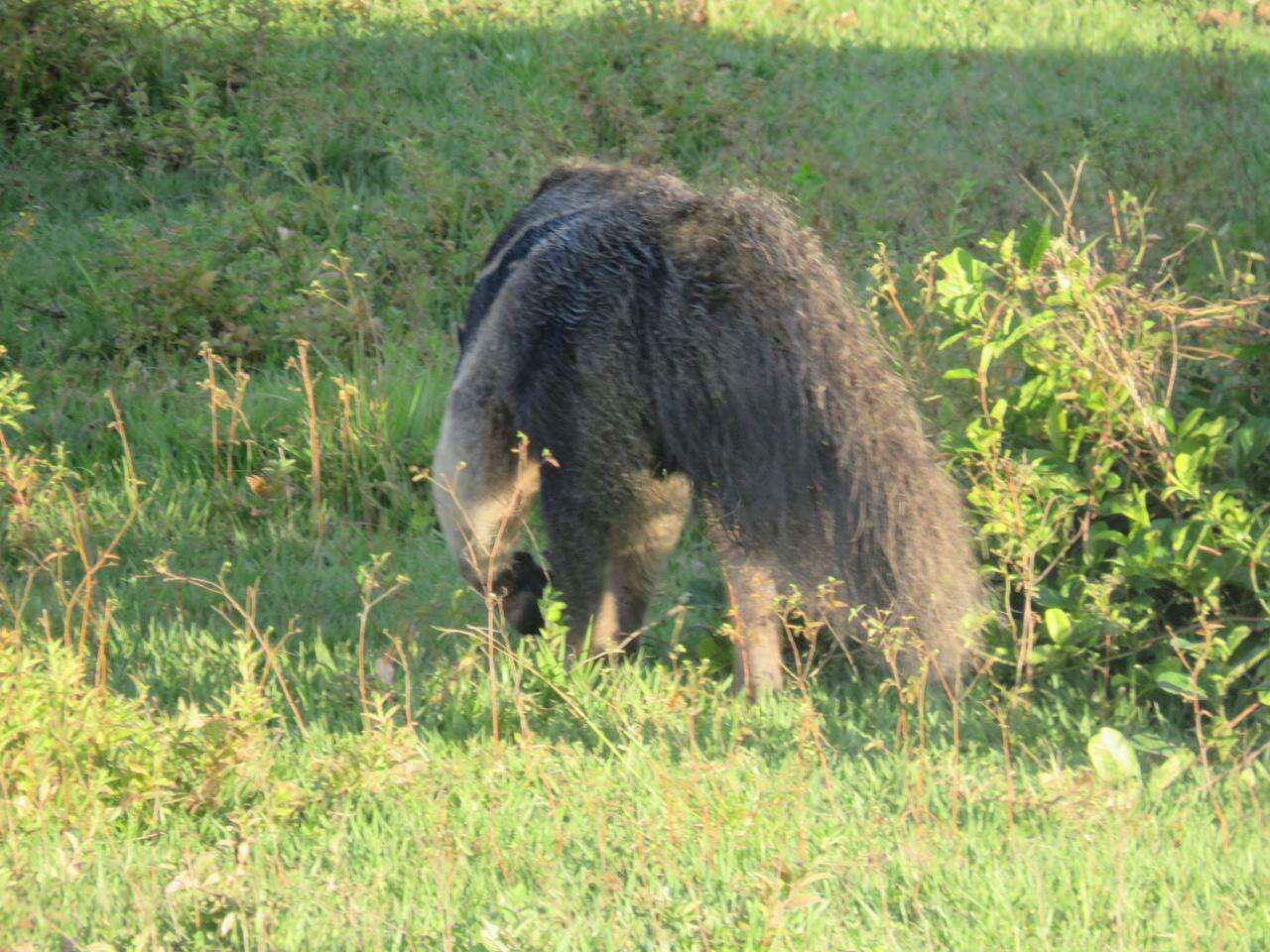 Image of Giant anteaters