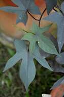 Image of sweet potato