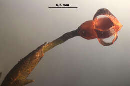 Image of andreaea moss