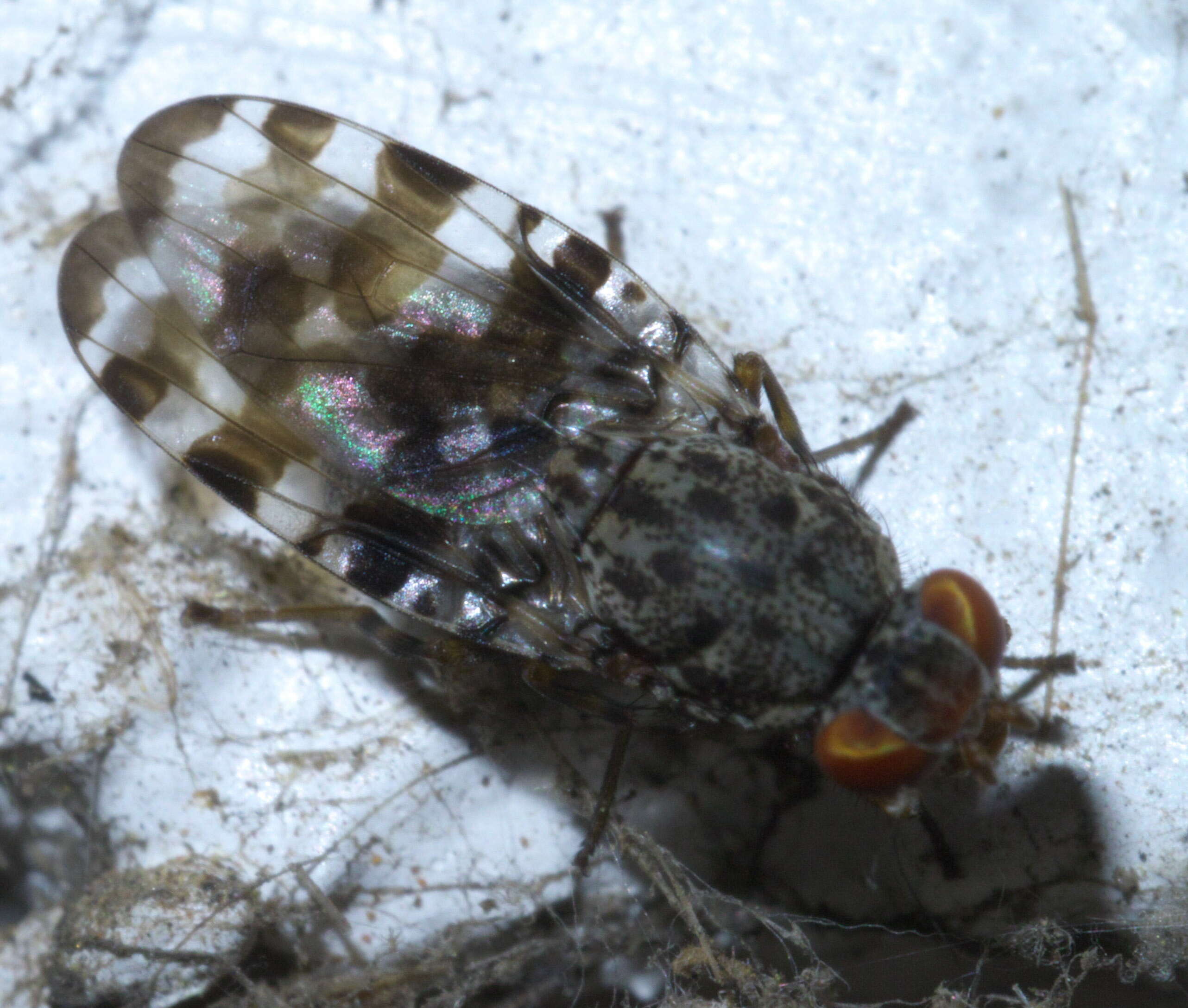 Image of Pseudotephritis approximata Banks 1914