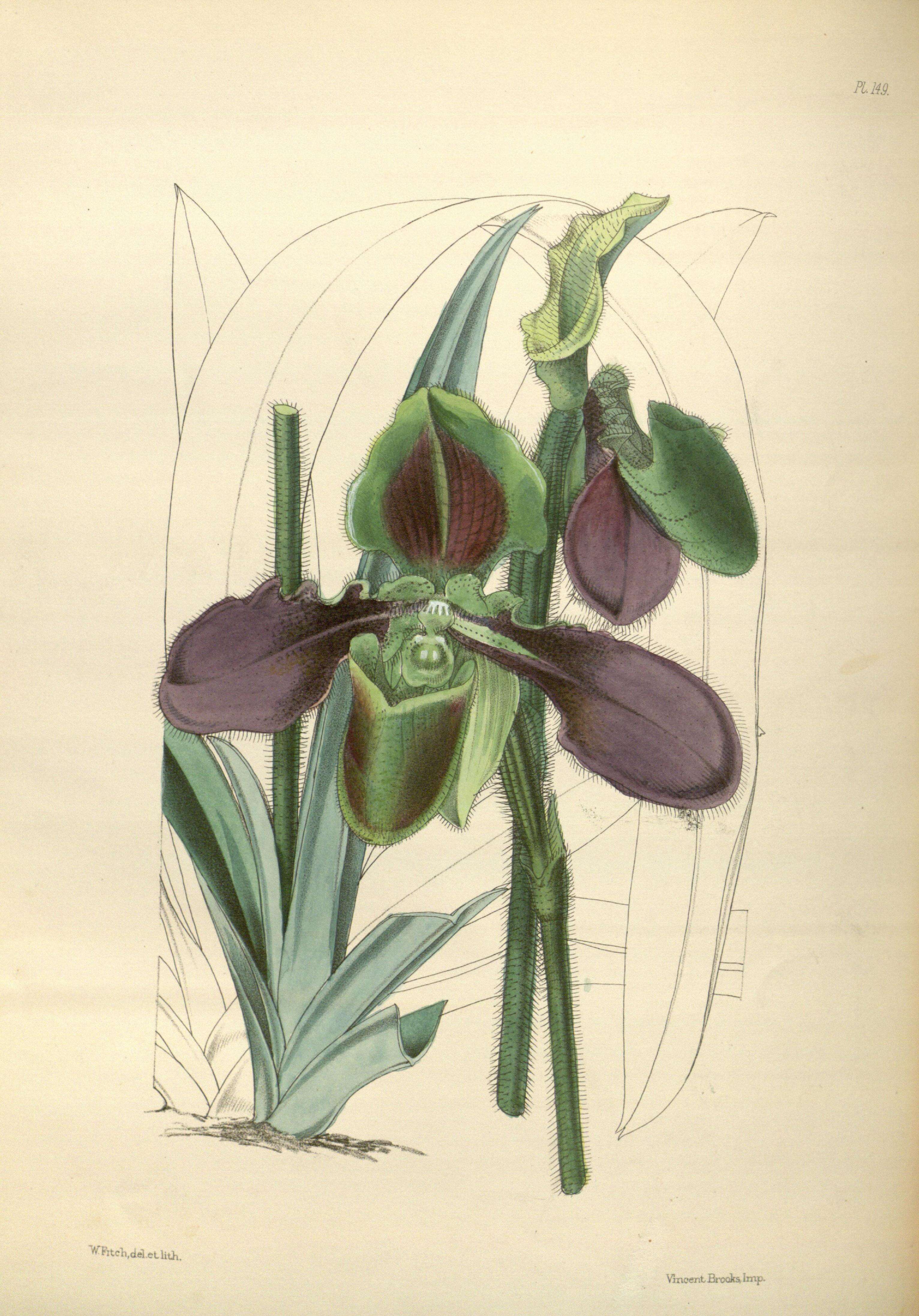 Image de Paphiopedilum hirsutissimum (Lindl. ex Hook.) Stein