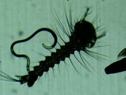 Image of brine shrimp