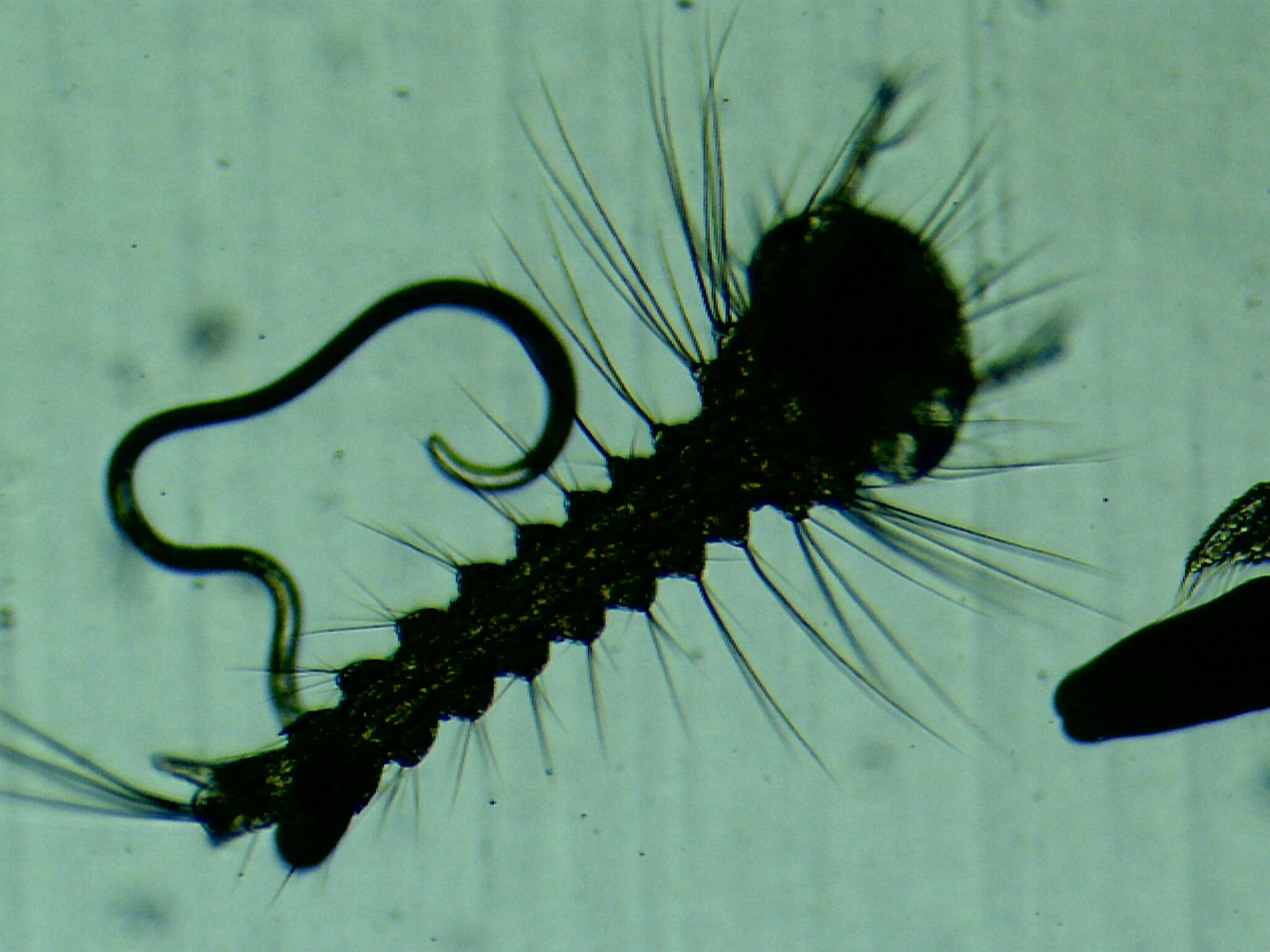 Image of brine shrimp