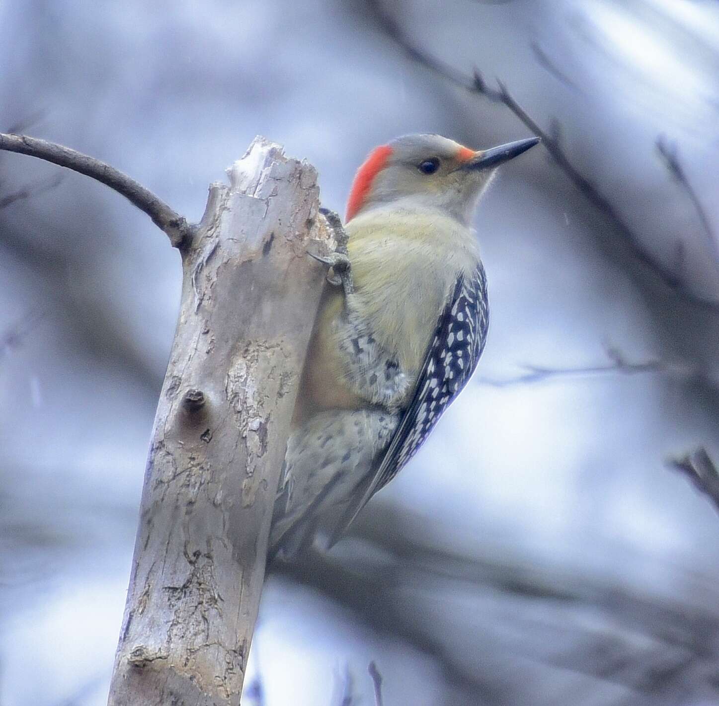 Image of Red-bellied Woodpecker