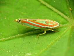 Image of Graphocephala versuta (Say 1830)