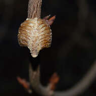 Image of Hierodula transcaucasica Brunner von Wattenwyl 1878