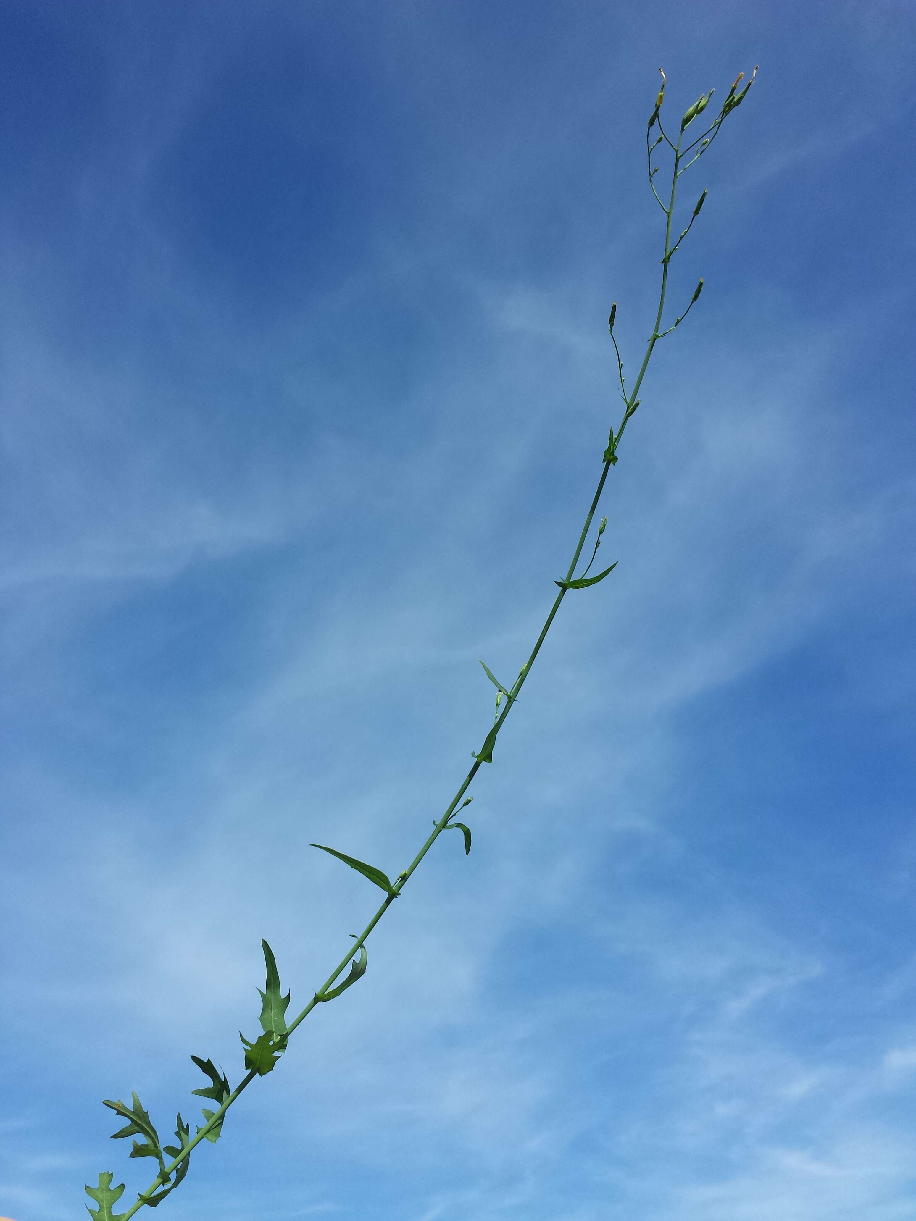 Image of Lactuca quercina L.