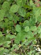 Image of white clover