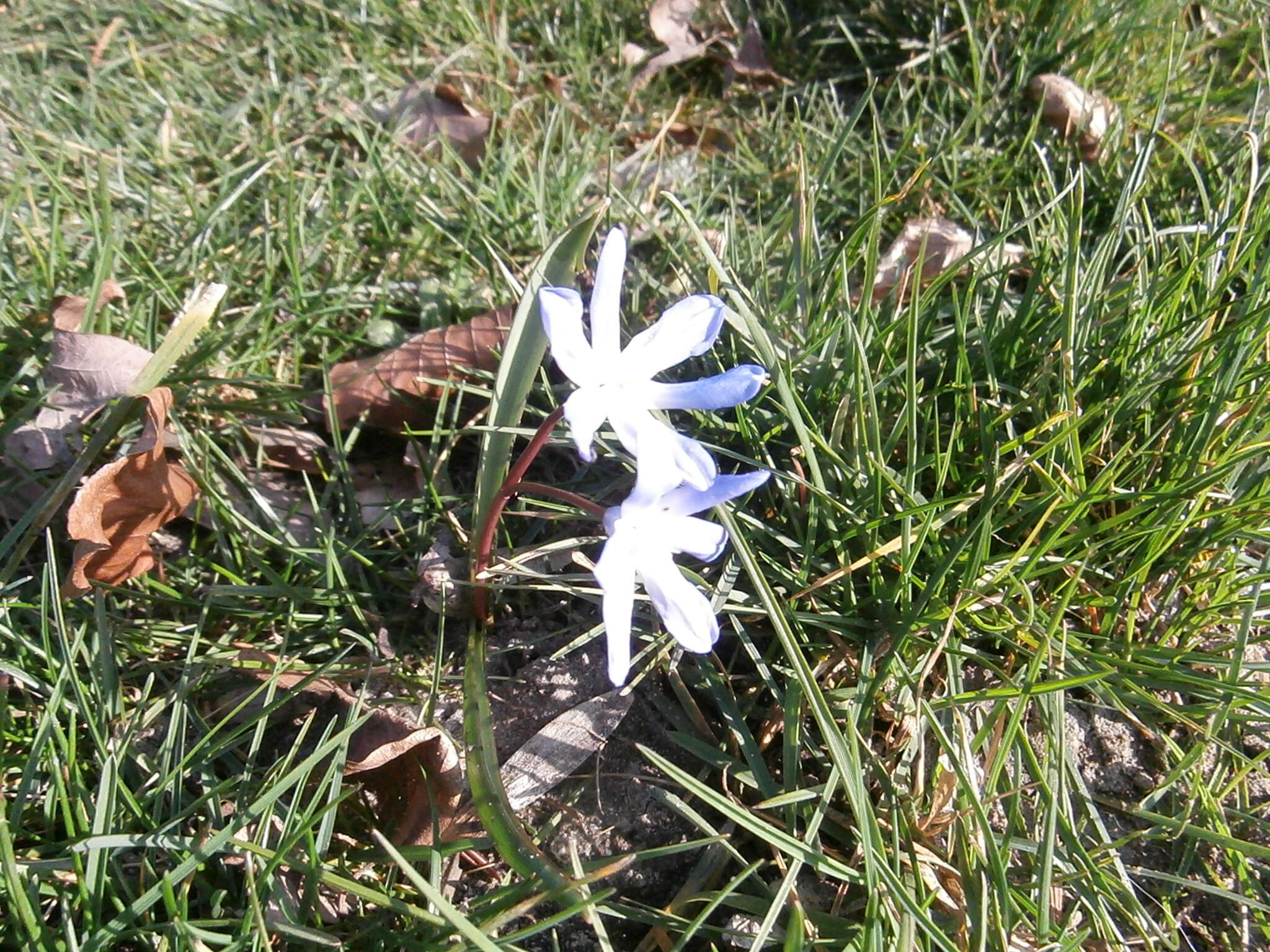 Image de Scilla luciliae (Boiss.) Speta