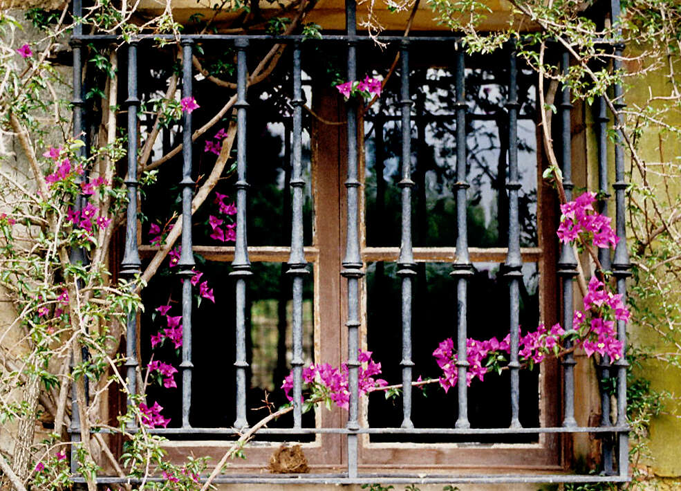 Plancia ëd Bougainvillea glabra Choisy