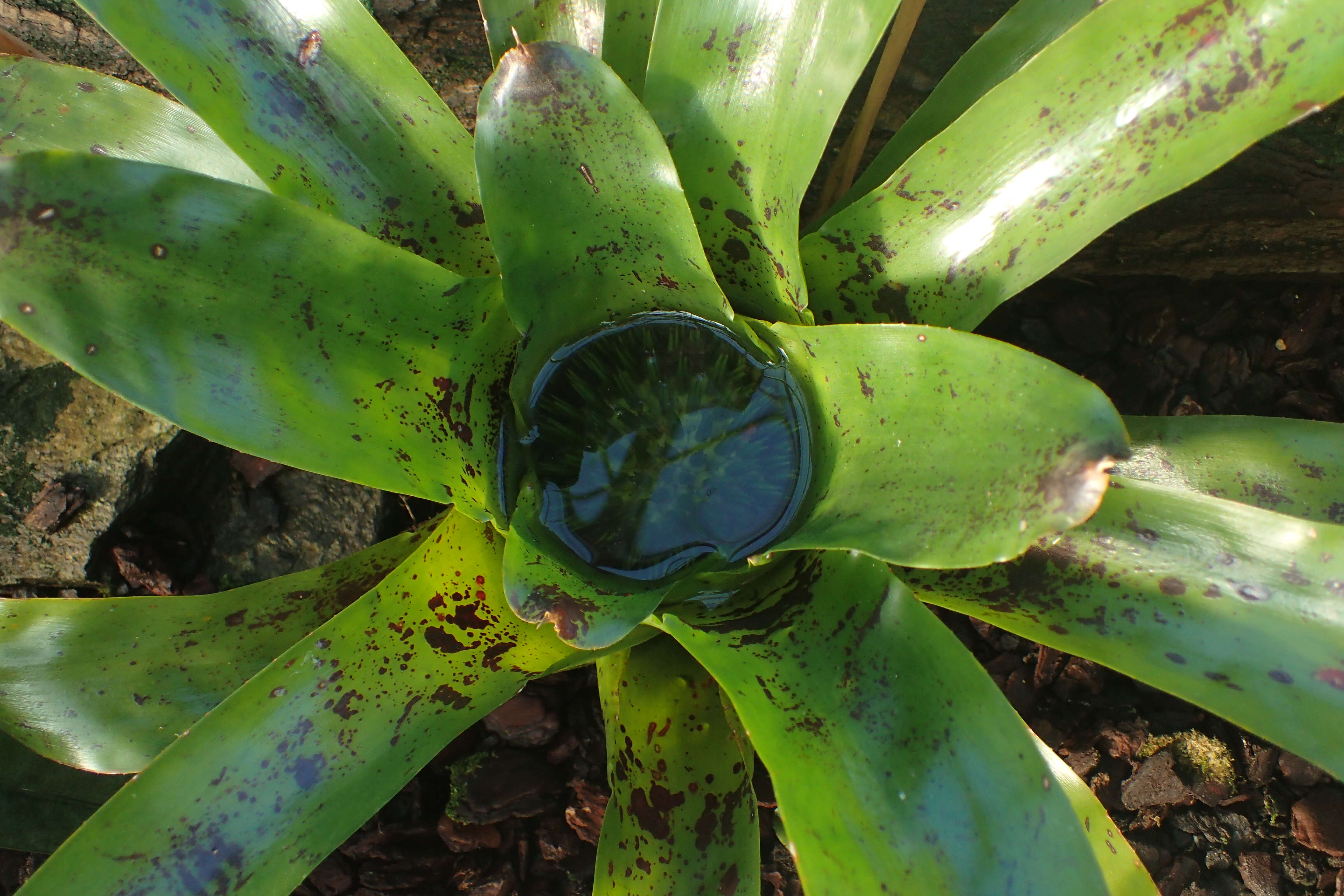 Image of Neoregelia kautskyi E. Pereira