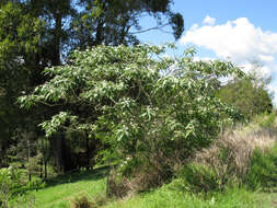 Image of earleaf nightshade