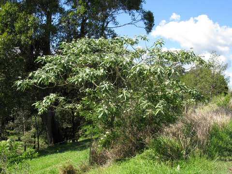 Image of earleaf nightshade