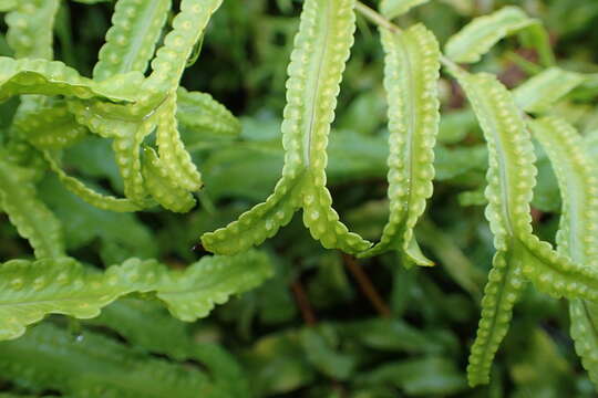 Image of giant swordfern