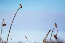 Image of Eastern Bluebird