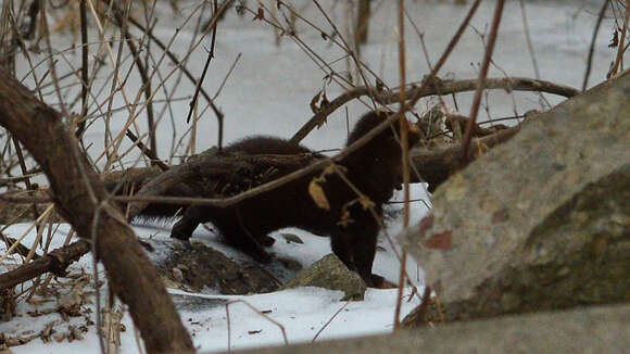 Image of American Mink