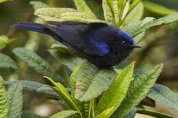 Image of Capped Conebill