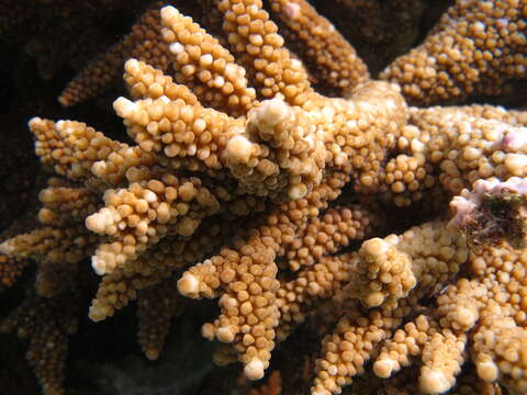 Image of Staghorn coral