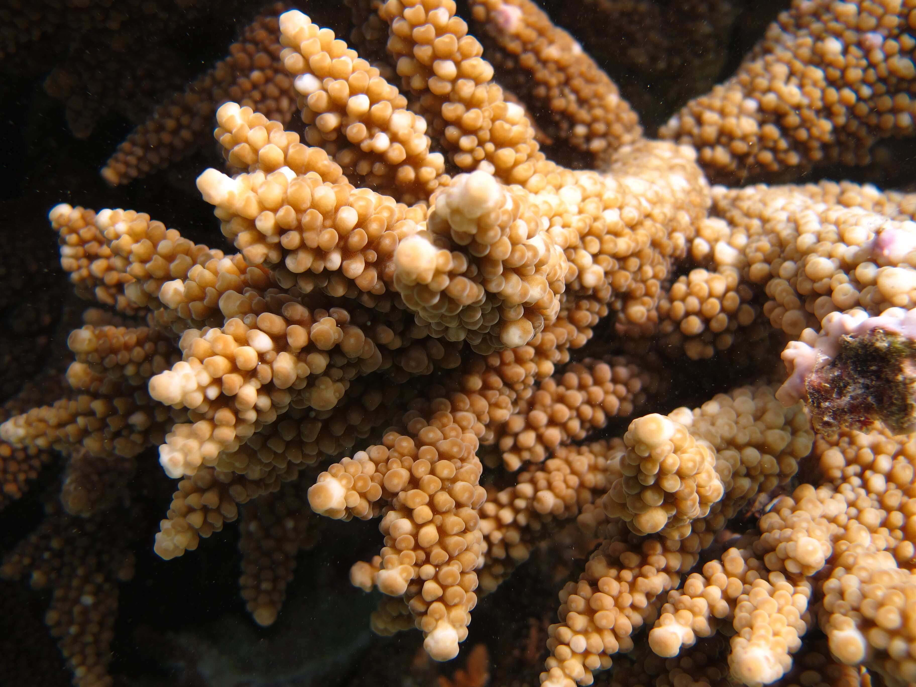 Imagem de Acropora austera (Dana 1846)