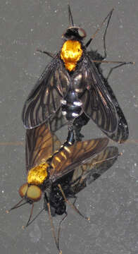 Image of Golden-backed Snipe Fly