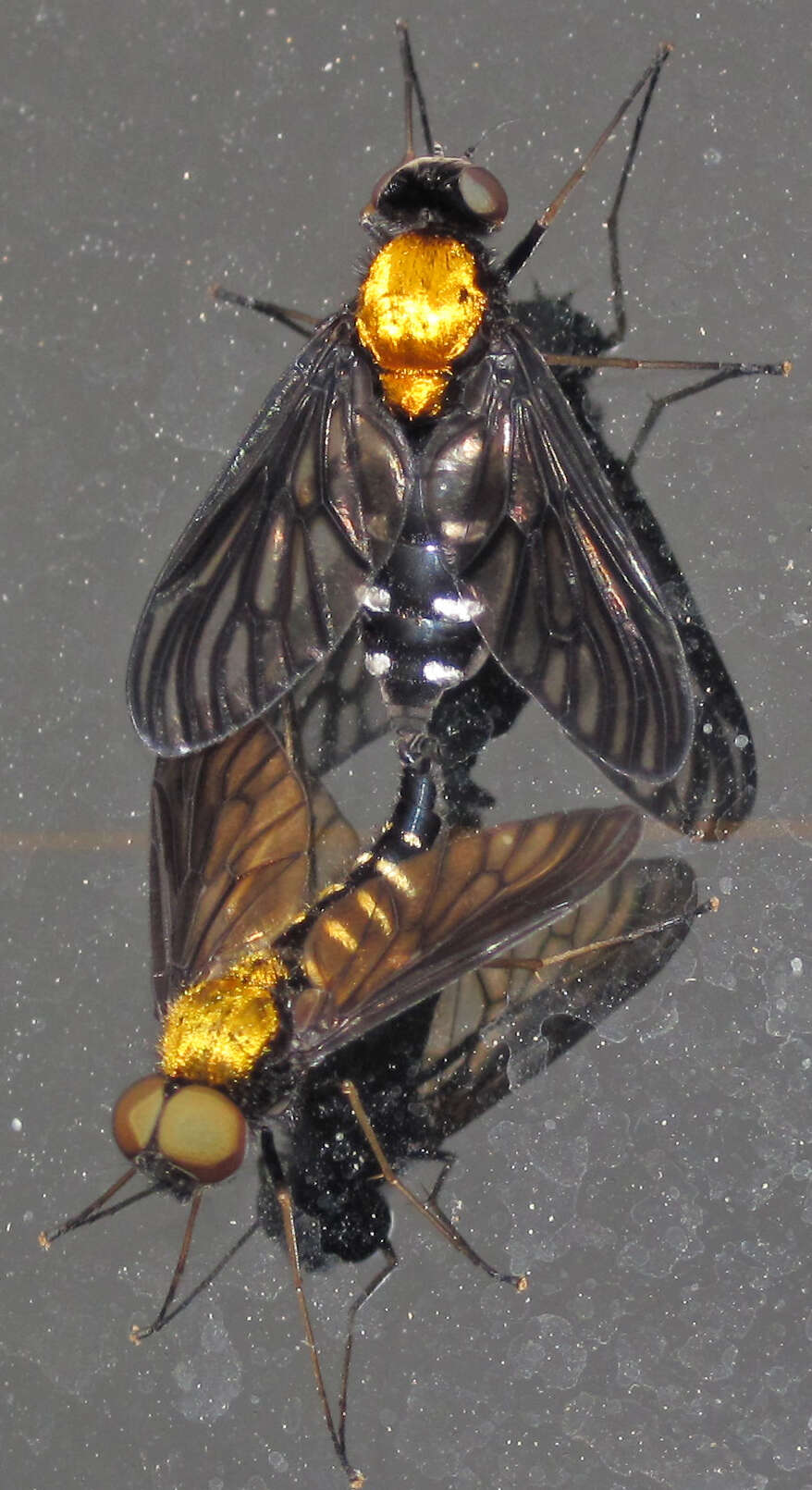 Image of Golden-backed Snipe Fly