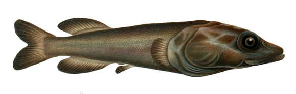 Image of Asquamiceps