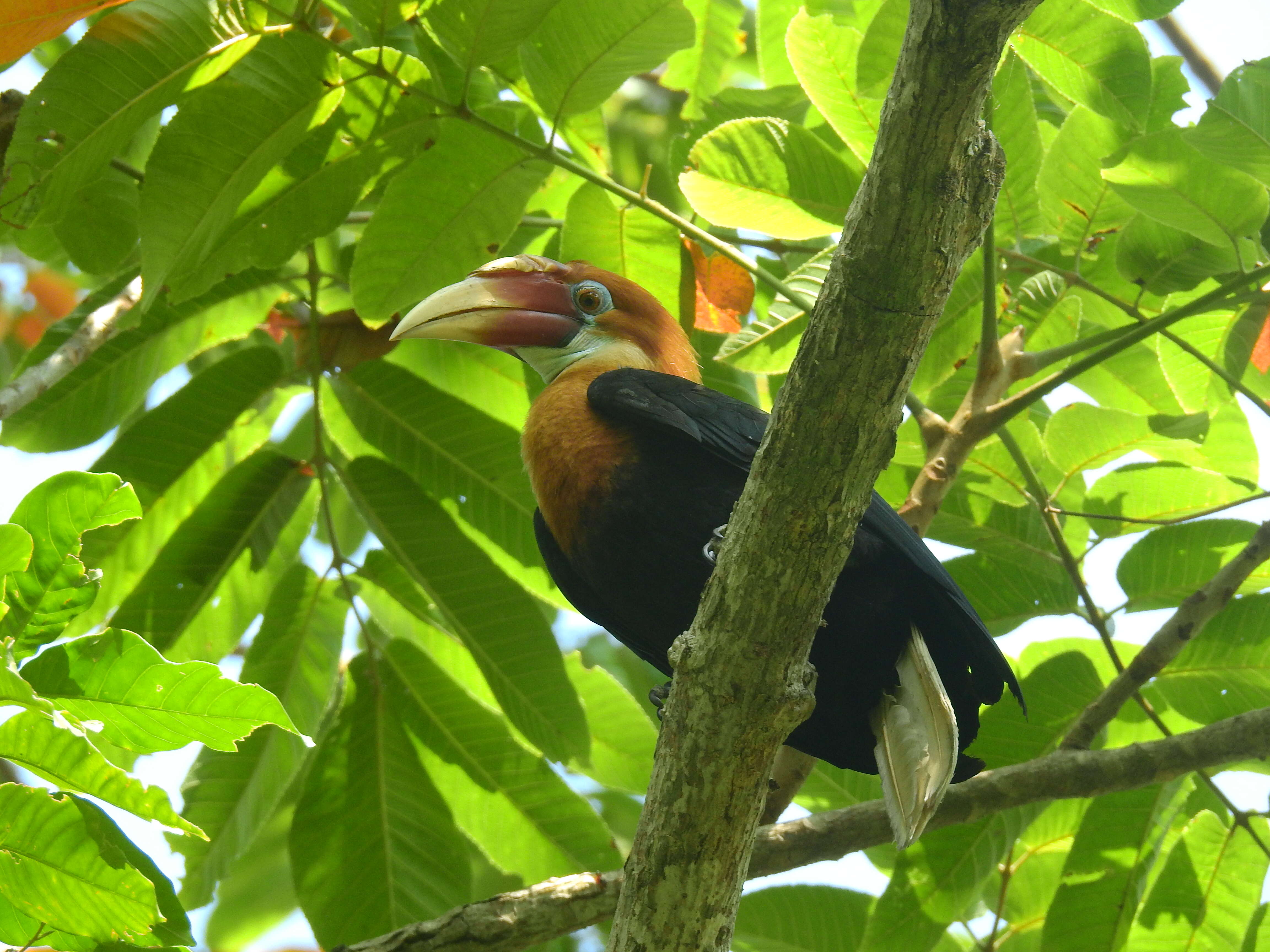 Image of Narcondam Hornbill