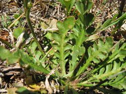 Image of Goodenia pinnatifida Schltdl.