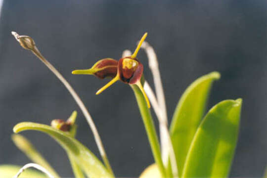 Image of Masdevallia bicolor Poepp. & Endl.