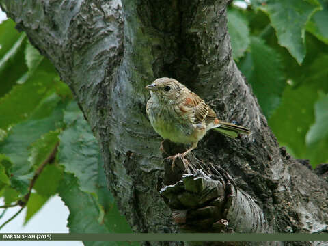 Imagem de Emberiza stewarti (Blyth 1854)